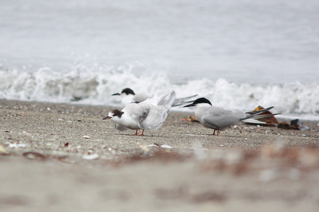 Common Tern