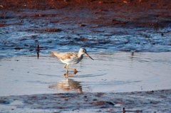 Greenshank