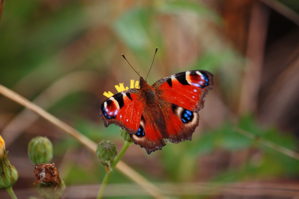 Peacock
