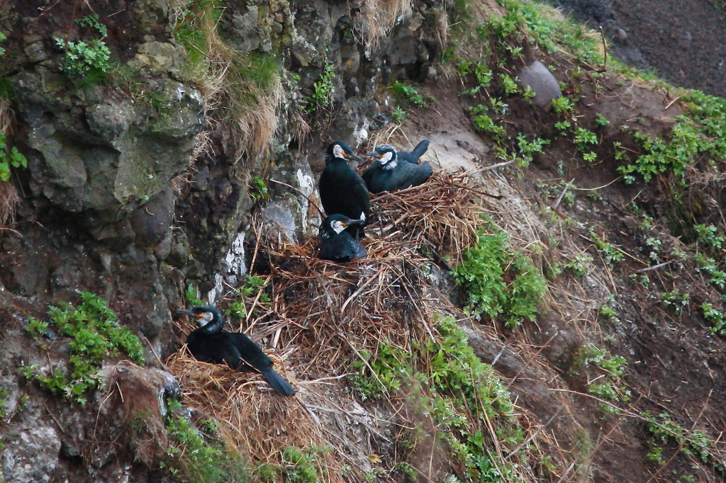 nesting ground
