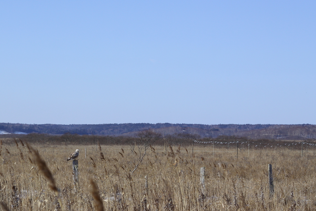 Rough-legged Buzzard