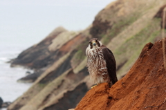 Peregrine Falcon