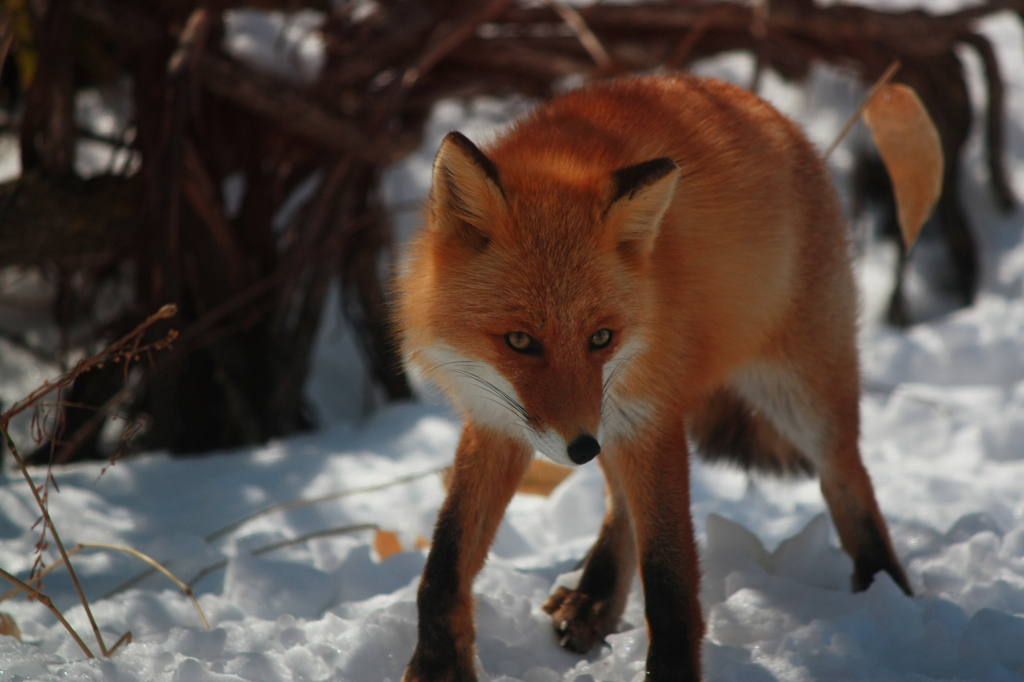 Fox
