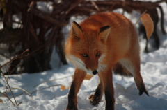 Fox