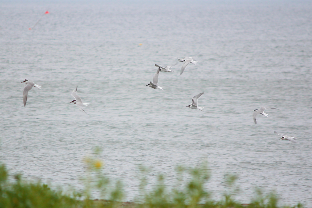 Common Tern～flight～