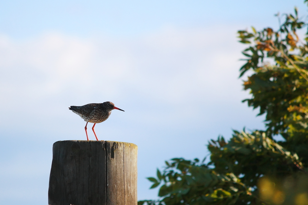 Redshank