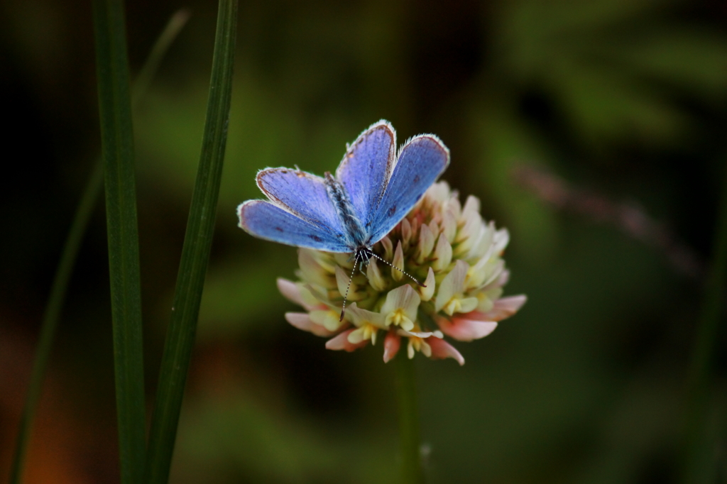 Short-Tailed Blue