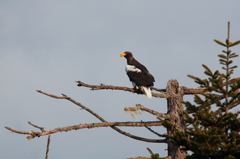 Steller's Sea Eagle