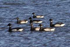 Brent Goose