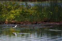 Black-winged Stilt