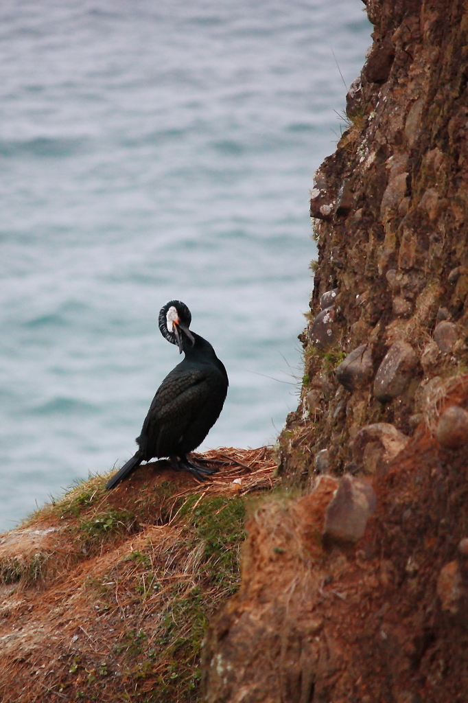 Japanese Cormorant