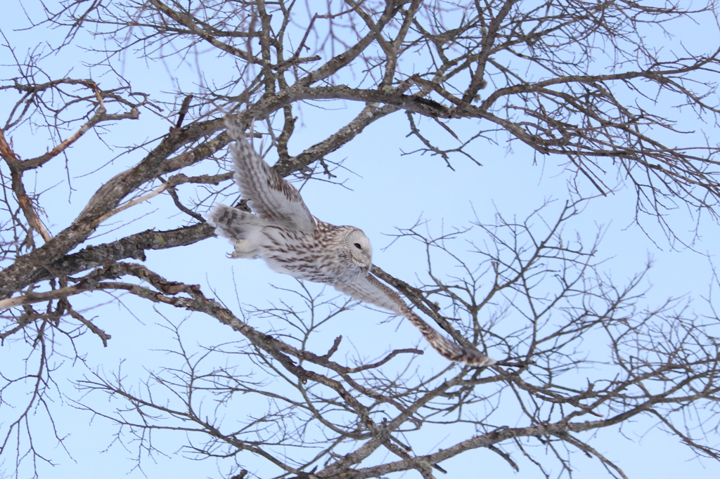 Ural Owl