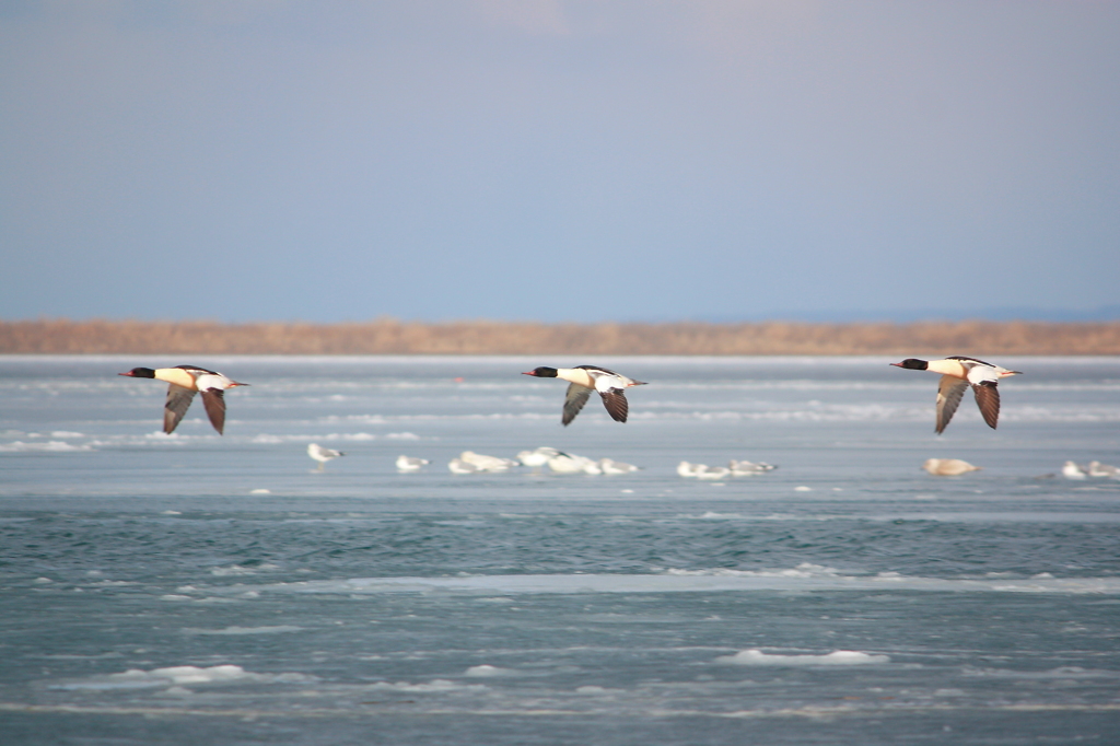 Common Merganser