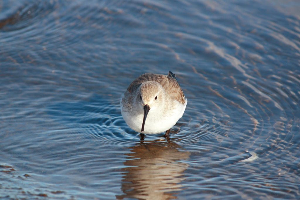 Dunlin