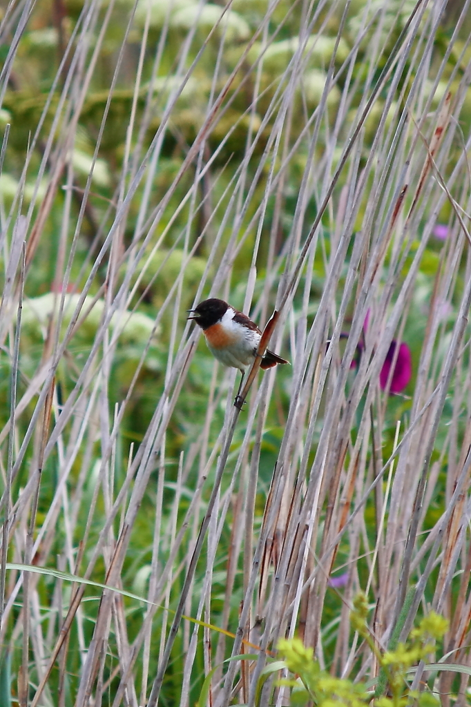 Stonechat