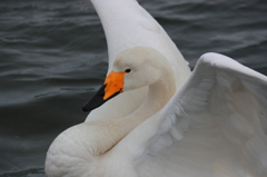 graceful