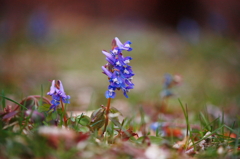 Corydalis