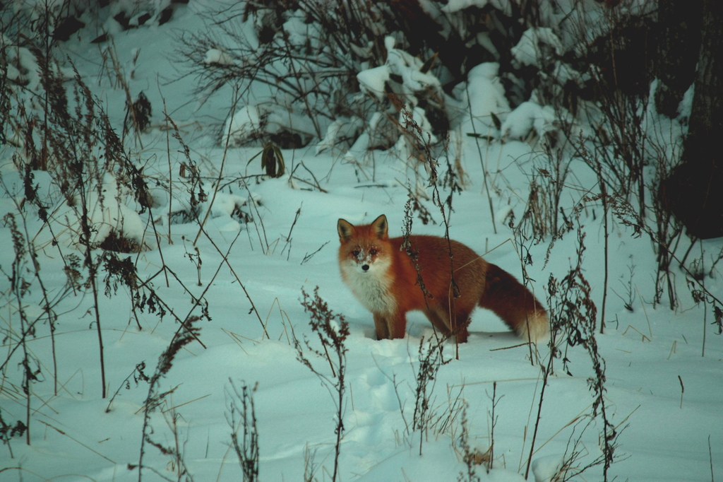 キタキツネ