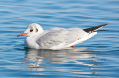 Black-headed Gull