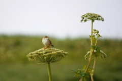 Middendorff's Grasshopper Warbler