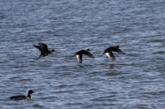 Common Scoter