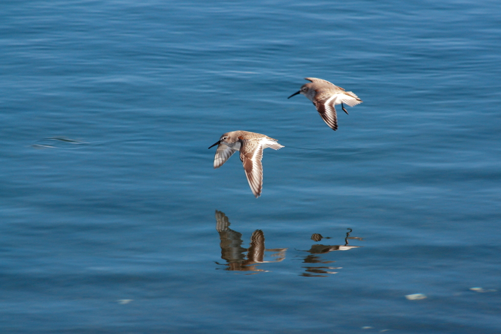 Dunlin～flight～