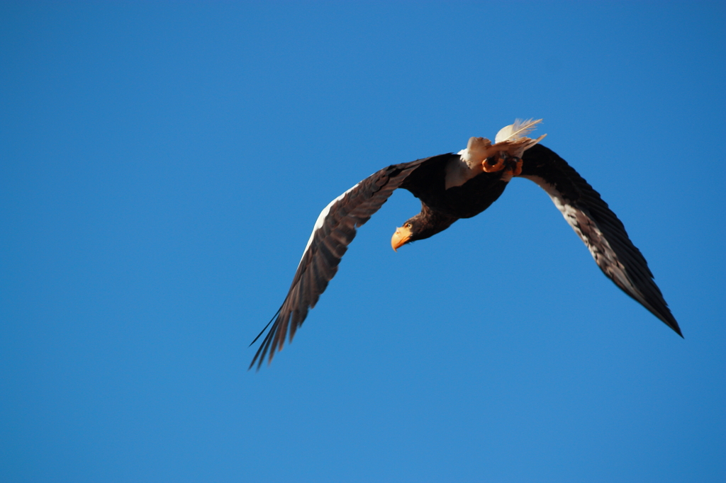 Steller's Sea Eagle