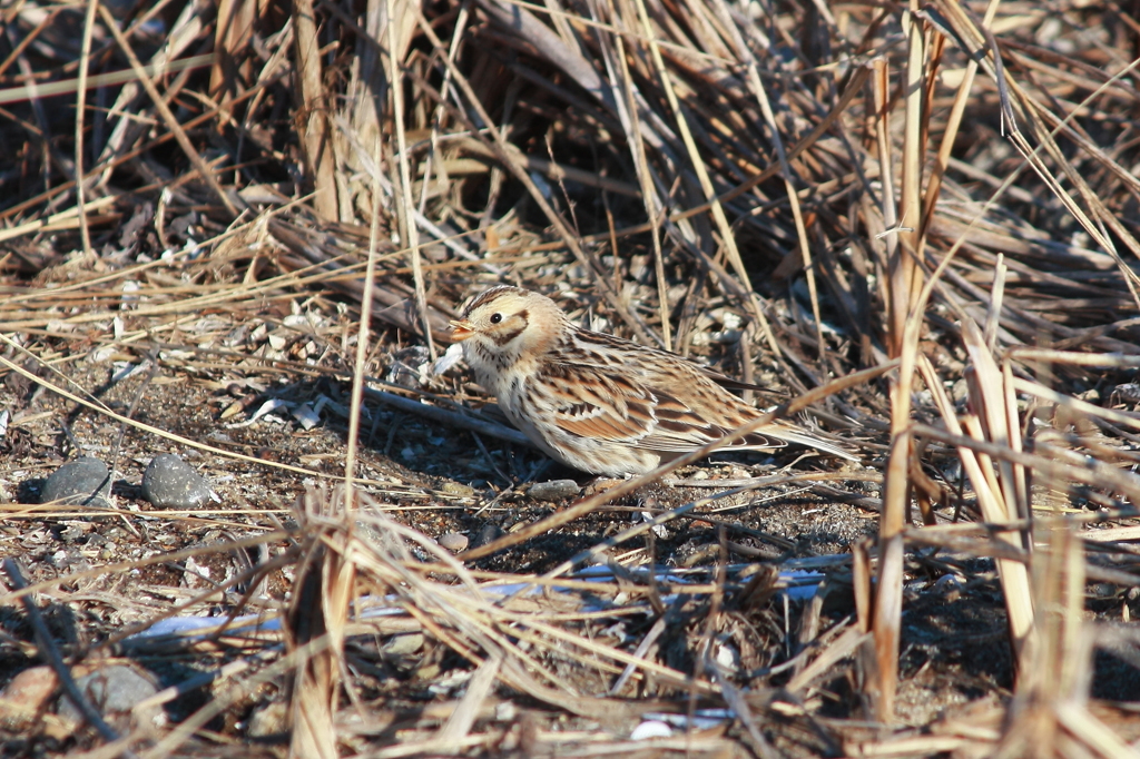 Lapland Bunting