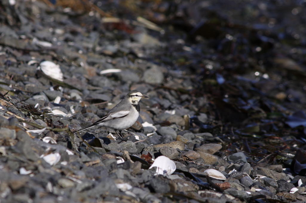 White Wagtail