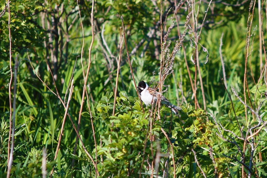 Reed Bunting