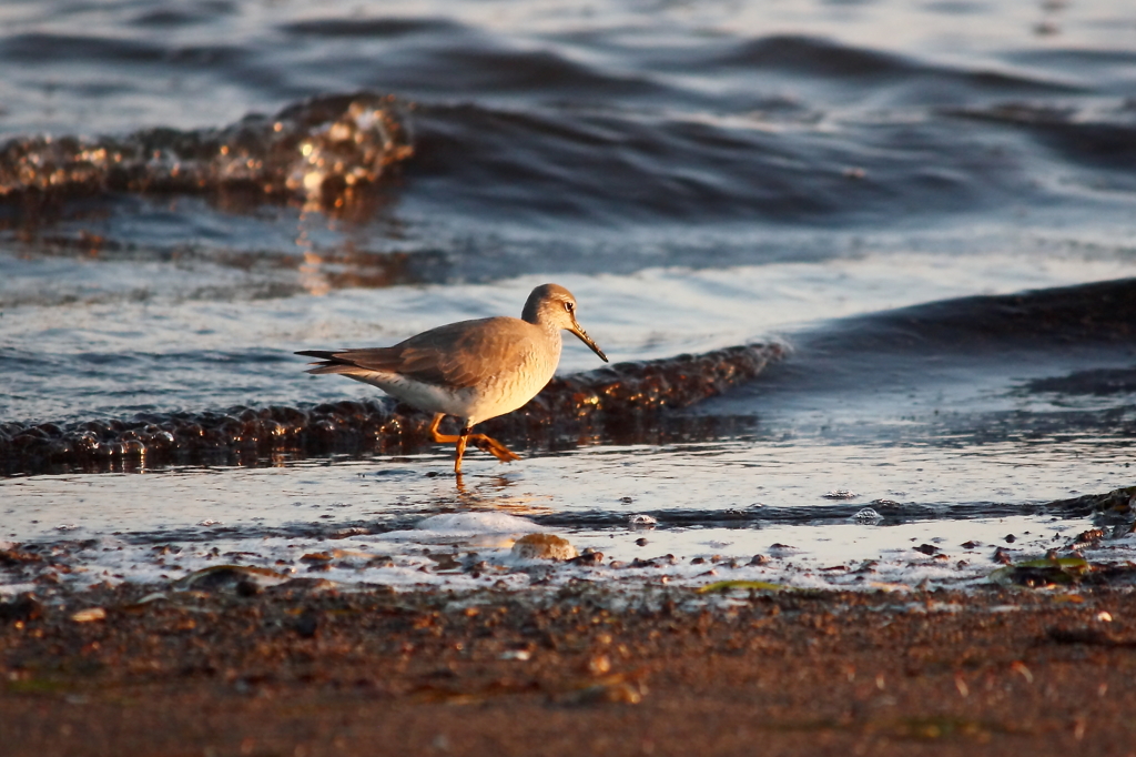 Gray-tailed Tattler