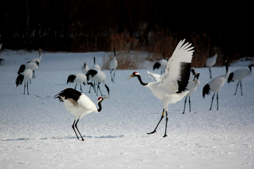 courtship dance stage