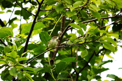 Eastern Crowned Willow Warbler 