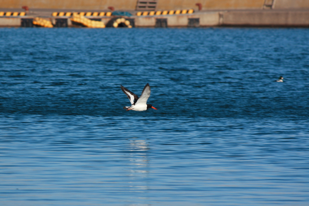 Eurasian Oystercatcher～fishing port～