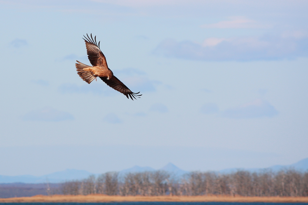 Black Kite