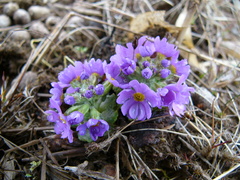 雪割小桜