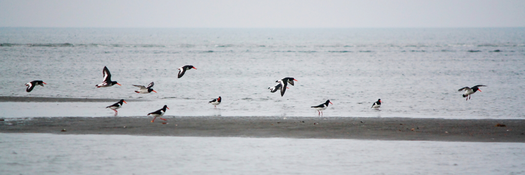 12 Eurasian Oystercatcher