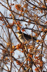 Dusky Thrush