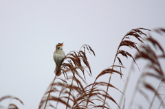 Black-browed Reed Warbler