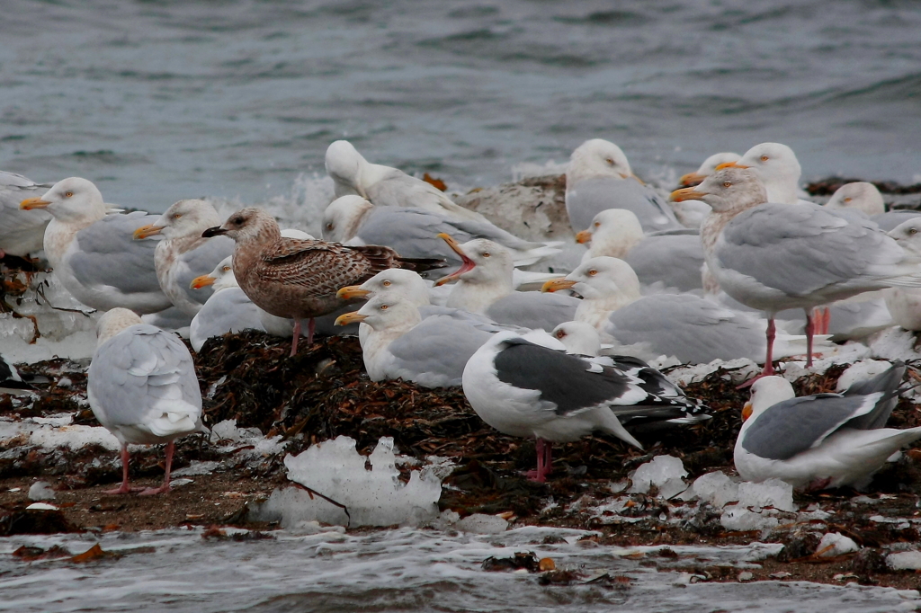 Gull meeting