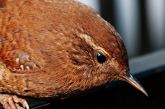 Winter Wren