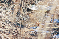 Protective Color～Lapland Bunting～