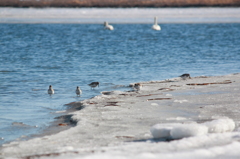 Winter Dunlin