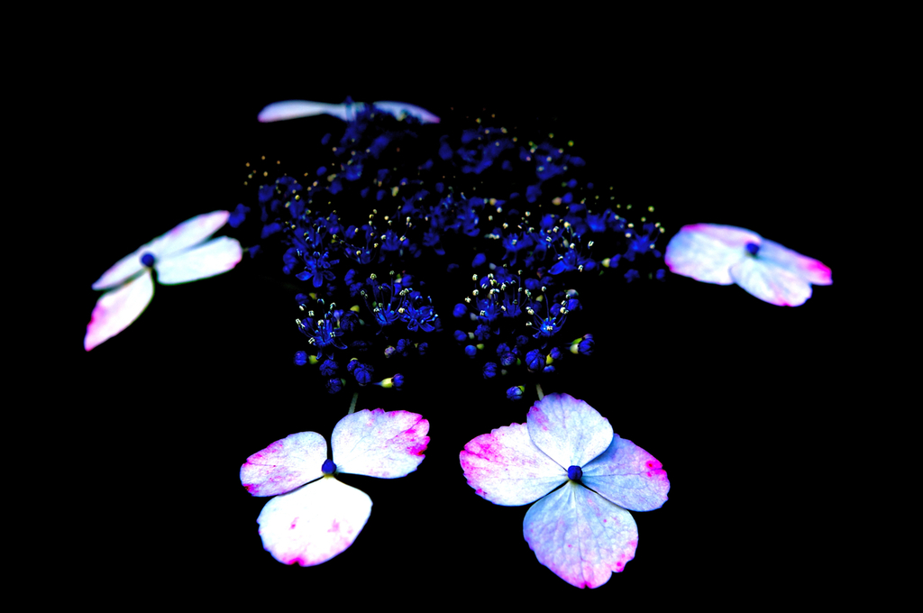 おもしろ花