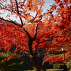 遅れてきた紅葉