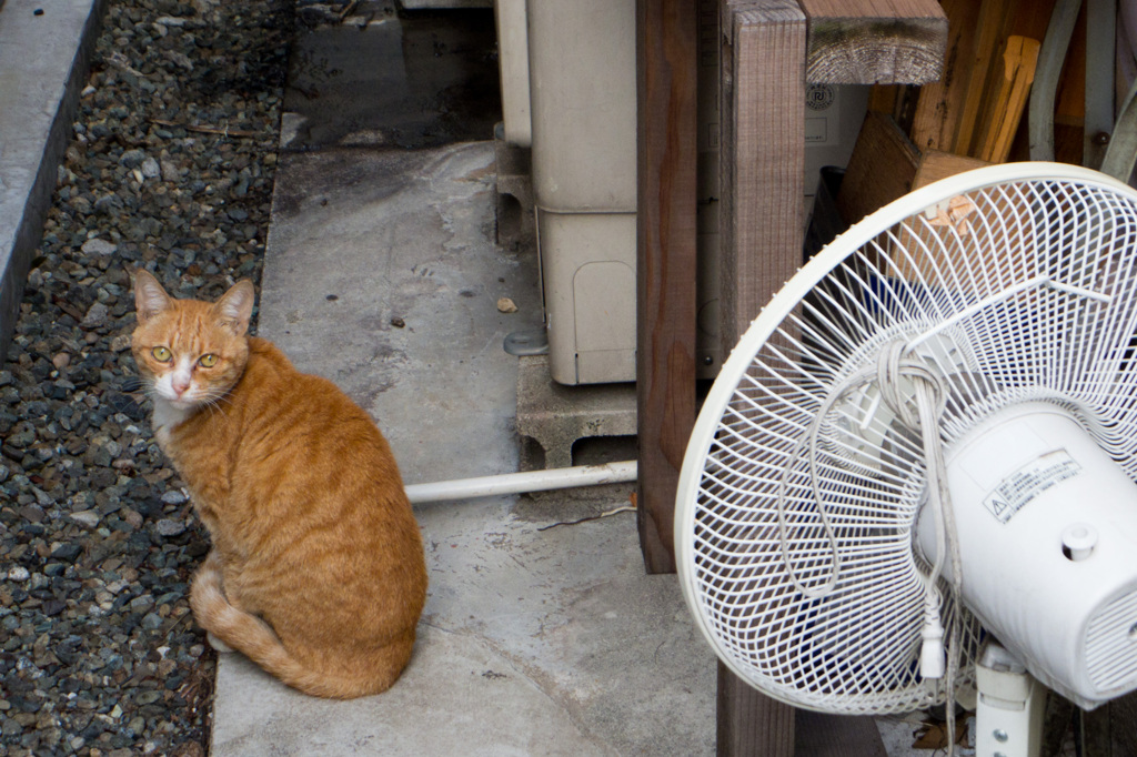 猫と扇風機