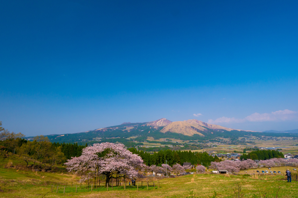 南阿蘇村　観音桜