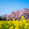 南阿蘇村　一心行の大桜