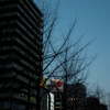 冬音　№8