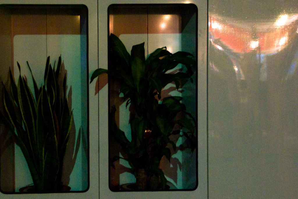 植物